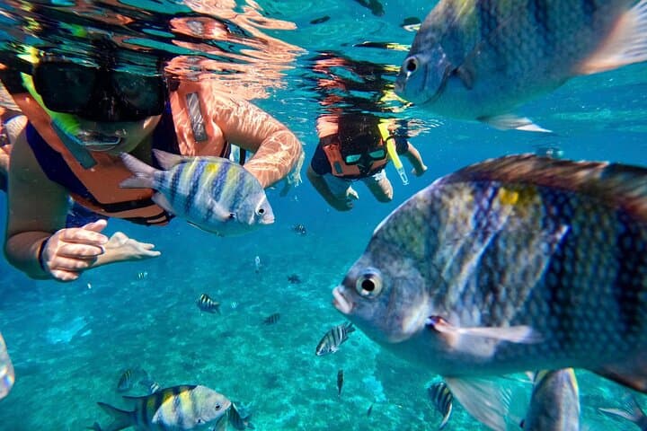 Transparent Boat Tour in Cozumel Reefs: Glass-Bottom Views of a Sunken Ship and Coral Gardens photo 5