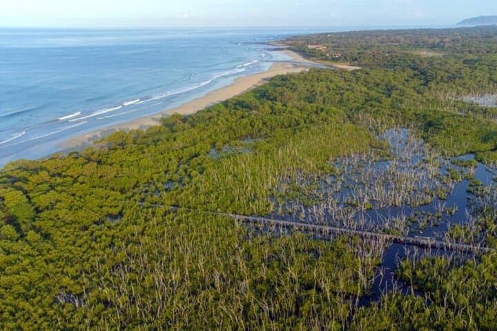 Avellanas Wildlife Walk: Mangroves, Monkeys & Coastal Ecology Tour photo 5