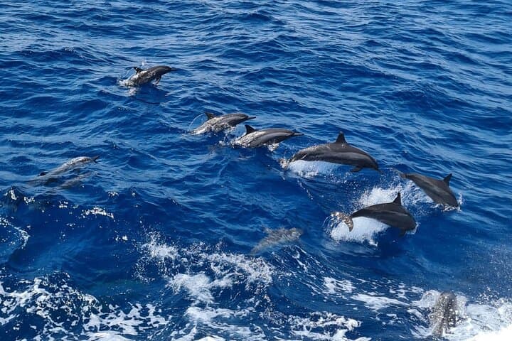 Luxury Boat to Marsa Mubarak — Swim with Dugongs and Sea Turtles photo 3