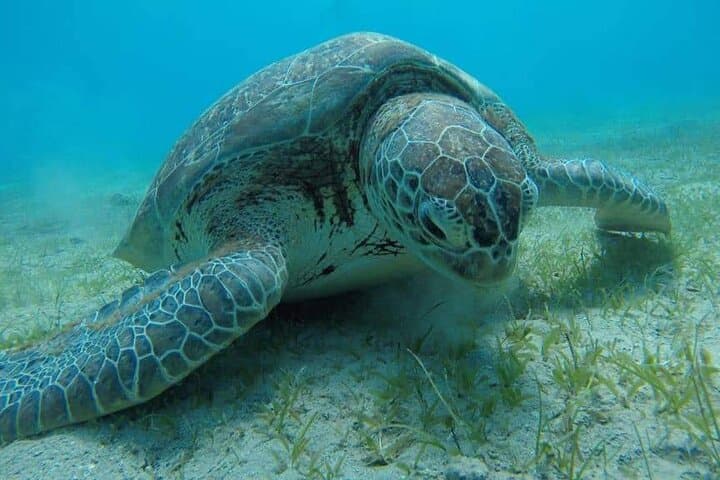 Luxury Boat to Marsa Mubarak — Swim with Dugongs and Sea Turtles photo 4