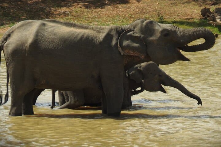 Yala Safari from Mirissa & Tangalle: Full-Day Wildlife Transfer to Ella photo 3