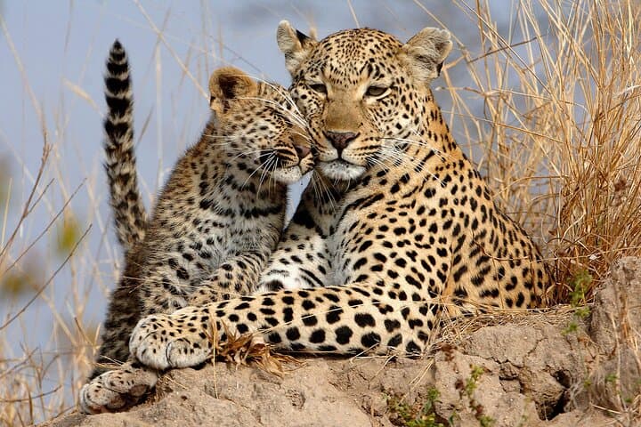 Yala-National-Park-Safari-from-Hambantota-Port-Guide photo 2