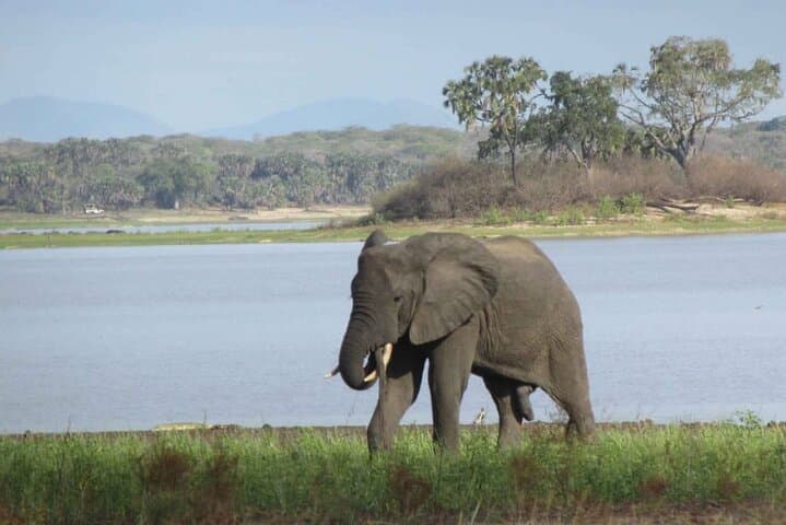 Chobe Private Day Trip: Luxury Safari from Livingstone to Kasane photo 2