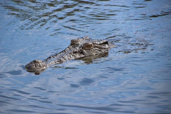 Chobe Private Day Trip: Luxury Safari from Livingstone to Kasane photo 5