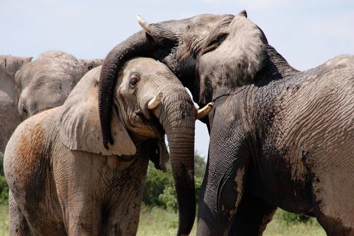 Chobe Private Day Trip: Luxury Safari from Livingstone to Kasane