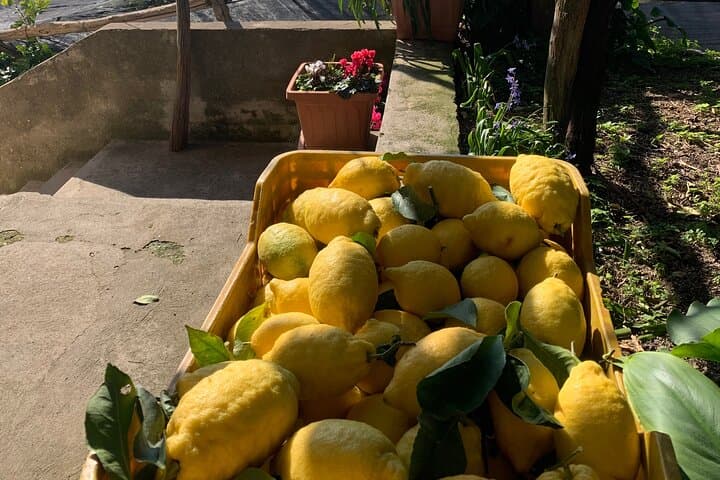 Amalfi Coast Lemon Trail Tour: Lemon Grove Walk & Limoncello Tasting photo 4