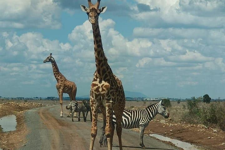 Explore Nairobi National Park: The Ultimate Half-Day Safari from Nairobi Airport photo 1