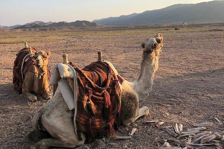 Marsa Alam Desert Safari: ATV Quad, Camel Ride, Sunset Dinner & Bedouin Show photo 4