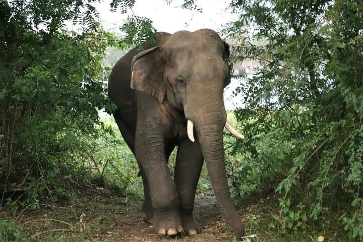 Yala-National-Park-Safari-from-Hambantota-Port-Guide photo 3