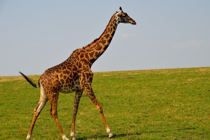 Nairobi City Excursion: Half-Day Cultural and Giraffe Center Experience photo 3