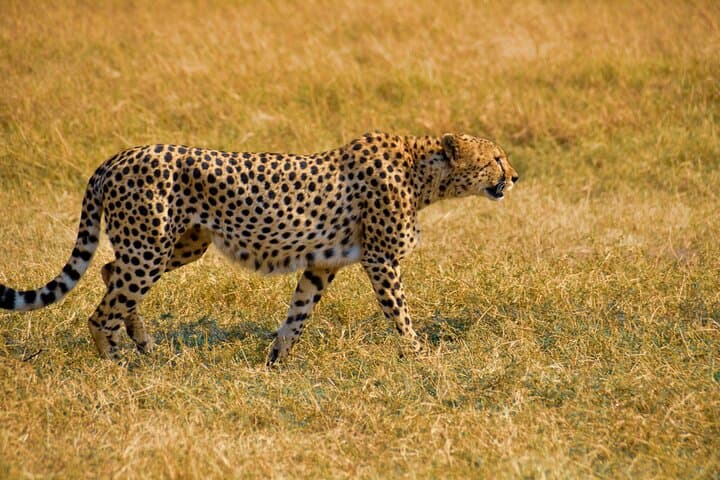 Nairobi City Excursion: Half-Day Cultural and Giraffe Center Experience photo 4
