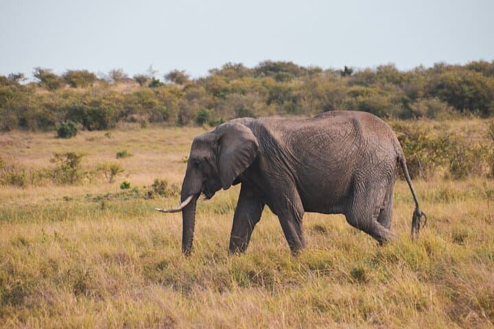 Nairobi City Excursion: Half-Day Cultural and Giraffe Center Experience photo 5