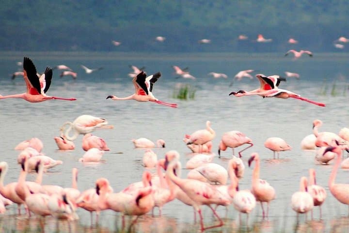 2-Day Lake Manyara and Ngorongoro Crater Safari from Arusha photo 2