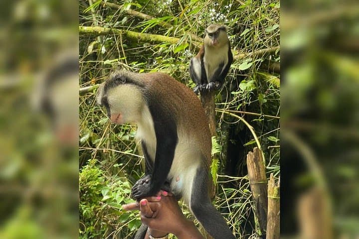 Grenada Private Taxi Tour: Waterfalls, Monkeys, Chocolate & Grand Etang photo 1
