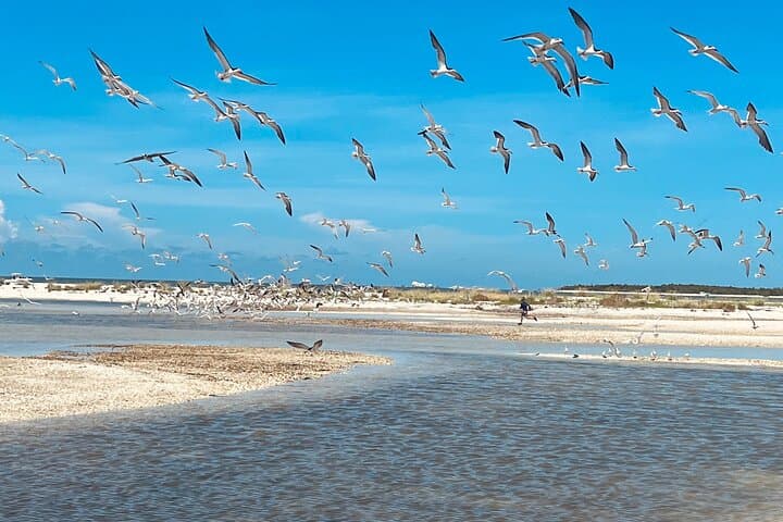 Marco Island & 10,000 Islands Dolphin Sightseeing Boat Tour photo 5