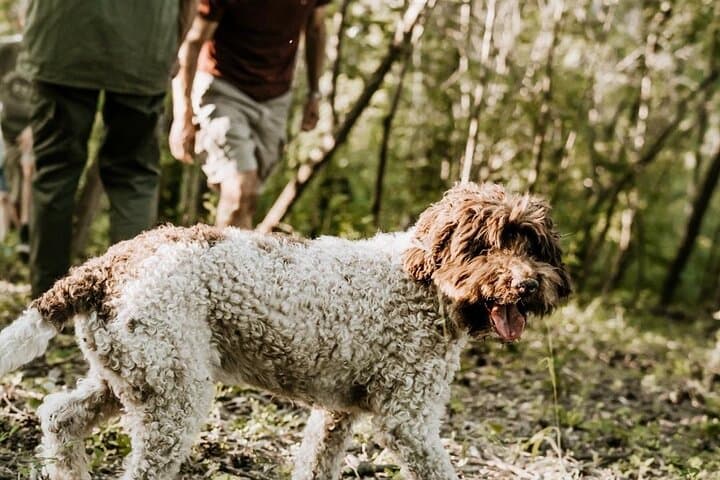 Alba Truffle Hunt — Authentic Piedmont Foraging and Tasting Experience photo 6