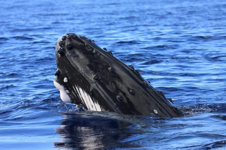 Kona Hydrophone Whale-Watch Cruise: Up-Close Humpback Encounters from Kailua-Kona photo 4
