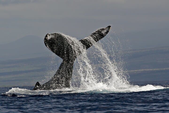 Kona Hydrophone Whale-Watch Cruise: Up-Close Humpback Encounters from Kailua-Kona photo 2