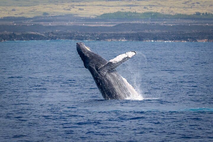 Kona Hydrophone Whale-Watch Cruise: Up-Close Humpback Encounters from Kailua-Kona photo 5