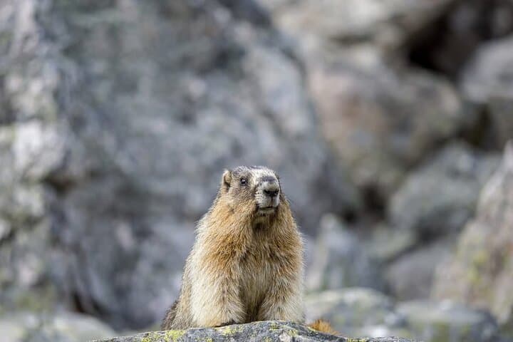 Banff and Yoho Rocky Mountain Discovery Day Tour — Lake Louise, Moraine & Emerald Lake