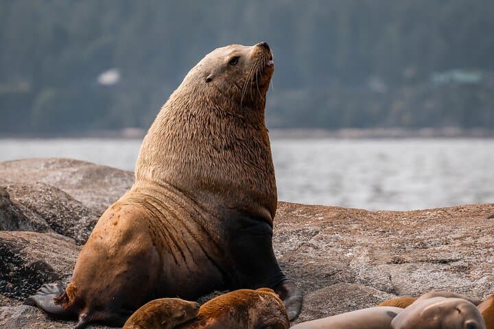 Private Open-Boat Whale Watching from Nanaimo — Salish Sea Wildlife Cruise photo 4