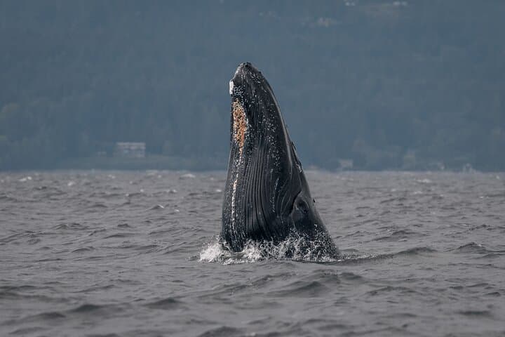 Private Whale Watching in Nanaimo: Salish Sea Wildlife Cruise photo 3