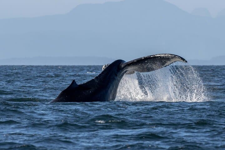Private Whale Watching in Nanaimo: Salish Sea Wildlife Cruise photo 5