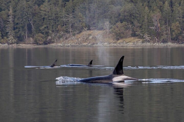 Private Open-Boat Whale Watching from Nanaimo — Salish Sea Wildlife Cruise photo 2