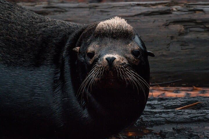 Private Whale Watching in Nanaimo: Salish Sea Wildlife Cruise photo 4