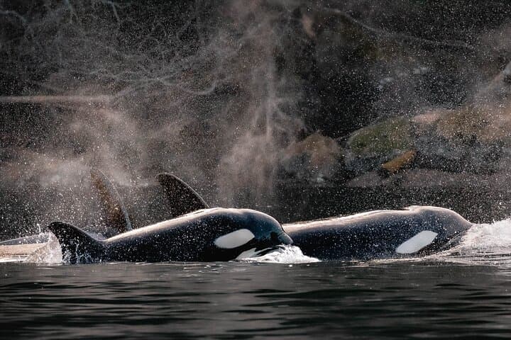 Private Whale Watching in Nanaimo: Salish Sea Wildlife Cruise photo 6