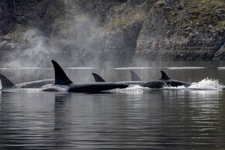 Private Whale Watching in Nanaimo: Salish Sea Wildlife Cruise photo 2