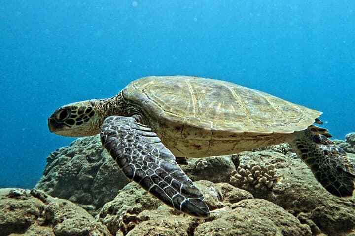 Private Introductory Scuba Diving in Oahu — Beginner Beach or Boat Dives photo 4