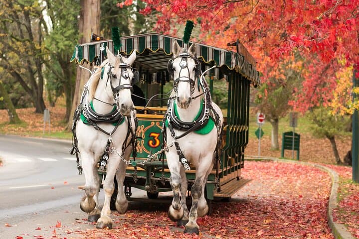 Stanley Park Horse-Drawn Carriage Tour — 1-Hour Guided Ride in Vancouver photo 2