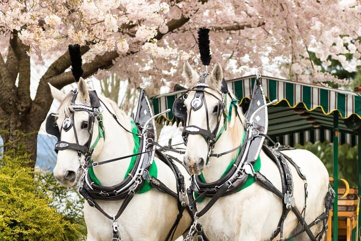 Stanley Park Horse-Drawn Carriage Tour — 1-Hour Guided Ride in Vancouver photo 6