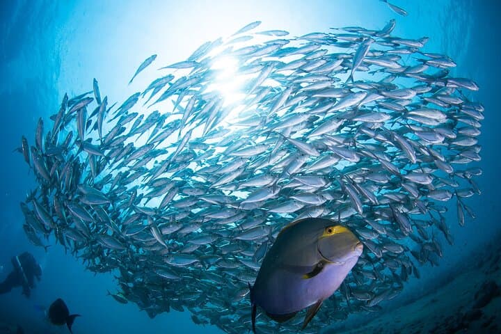 SSI Nitrox Certification and Liberty Wreck Dives in Tulamben, Bali photo 4