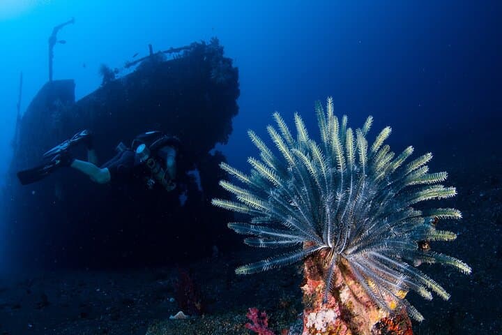 SSI Nitrox Certification and Liberty Wreck Dives in Tulamben, Bali photo 5