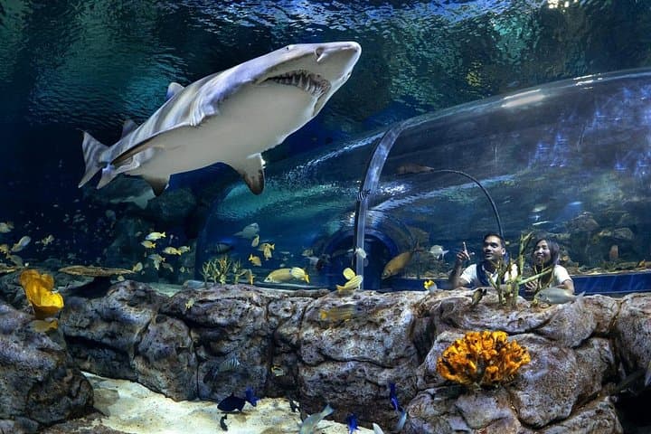 Odysseo Oceanarium Port Louis — Indian Ocean Marine Exhibits & Conservation photo 1