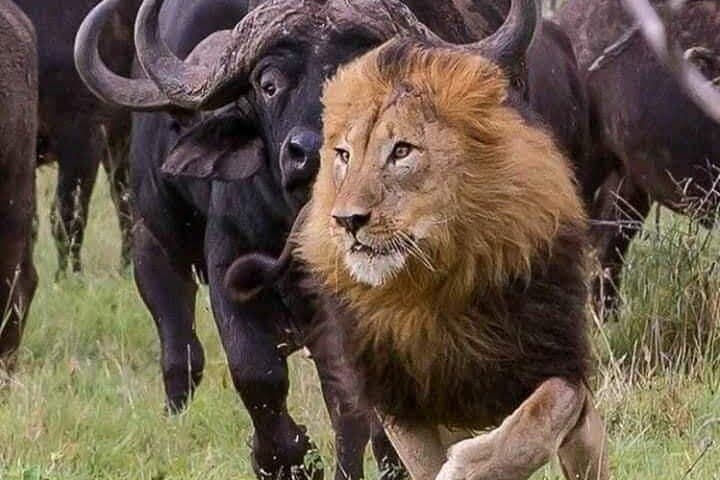 6-Day Safari: Maasai Mara, Lake Nakuru & Amboseli — Big Five Game Drives
