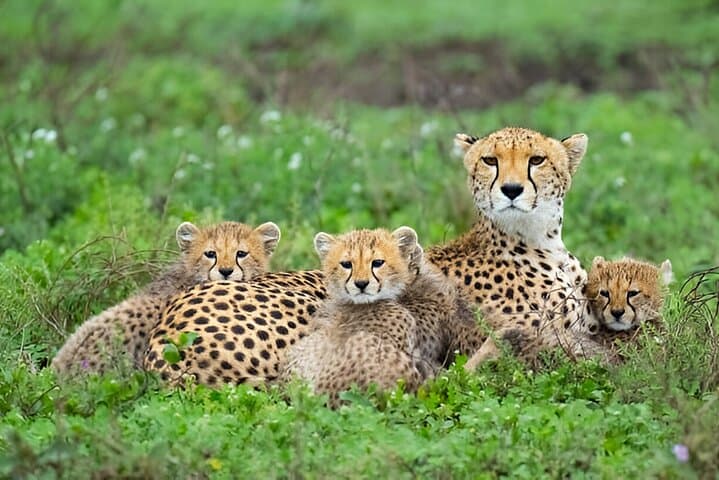 Inside Ngorongoro Crater: A Full-Day Safari from Arusha photo 2