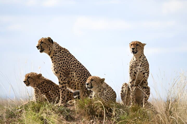 Inside Ngorongoro Crater: A Full-Day Safari from Arusha