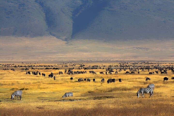 Inside Ngorongoro Crater: A Full-Day Safari from Arusha photo 4