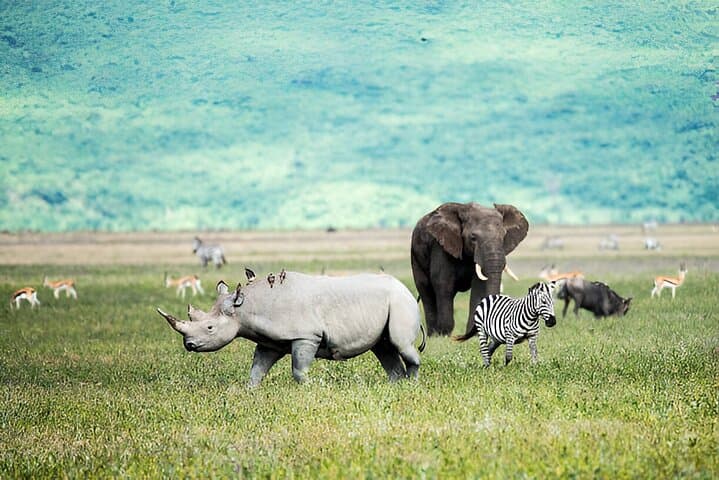 Inside Ngorongoro Crater: A Full-Day Safari from Arusha photo 5