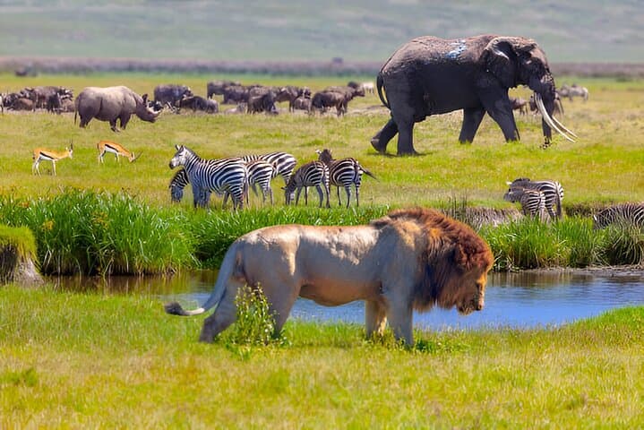 Inside Ngorongoro Crater: A Full-Day Safari from Arusha photo 6