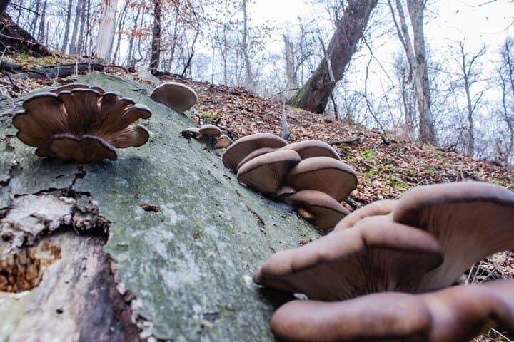Foraging & Fortress Trails at Akhtala: Hiking, Foraging and Farm‑to‑Table Cooking in Lori Province photo 6
