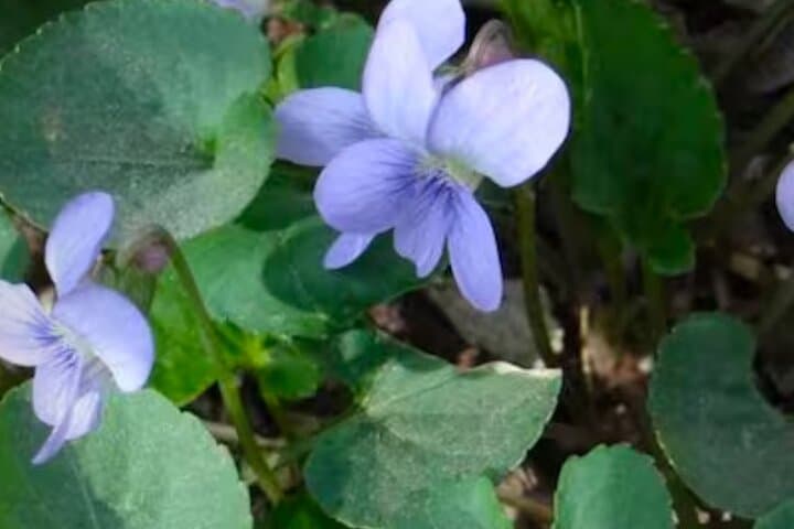 Forage and Learn: Aurora Illinois 5K Guided Plant ID Hike