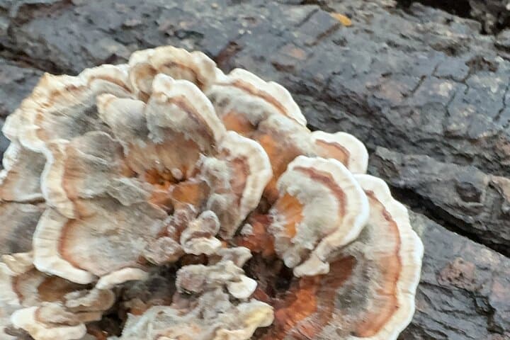 Forage and Learn: Aurora Illinois 5K Guided Plant ID Hike photo 2