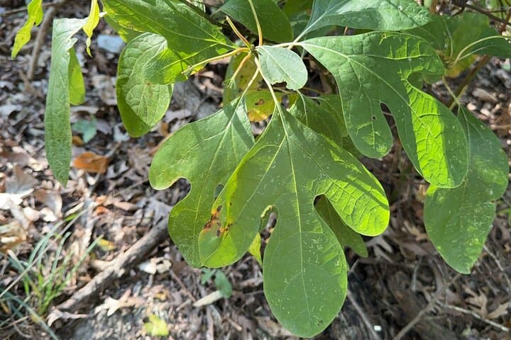 Forage and Learn: Aurora Illinois 5K Guided Plant ID Hike photo 3