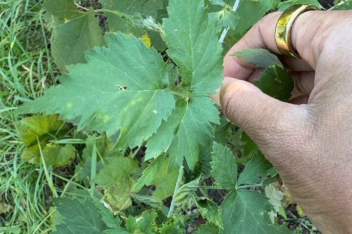 Forage and Learn: Aurora Illinois 5K Guided Plant ID Hike photo 4