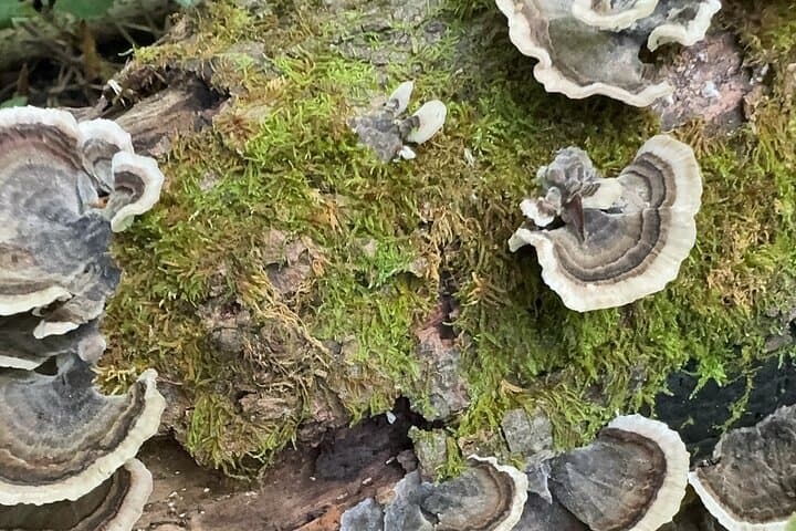 Forage and Learn: Aurora Illinois 5K Guided Plant ID Hike photo 5