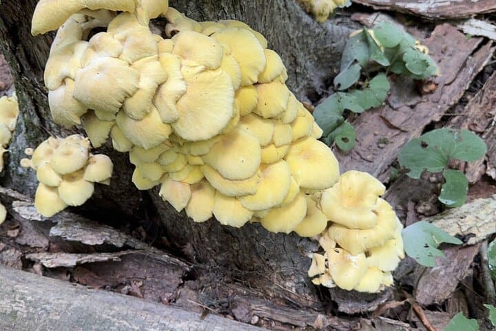 Forage and Learn: Aurora Illinois 5K Guided Plant ID Hike photo 6
